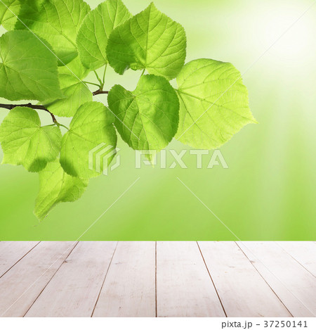 Spring Linden Leaves and Green Bokeh Sparkle 37250141