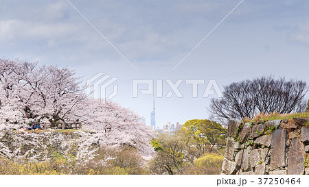街景　福岡城天守台から見る桜と街並み　16：9 37250464