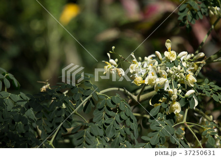 White flower of Horse radish tree 37250631