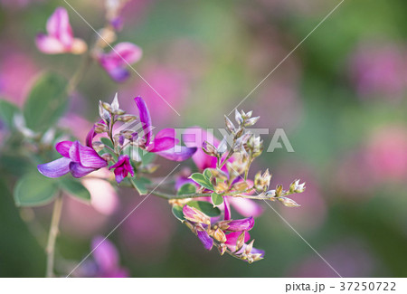 花のイメージ写真 37250722