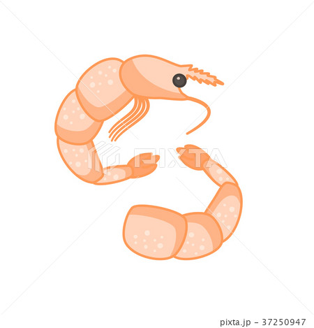 Flat colorful vector alive and prepared shrimp Flat colorful vector alive and prepared shrimp 37250947