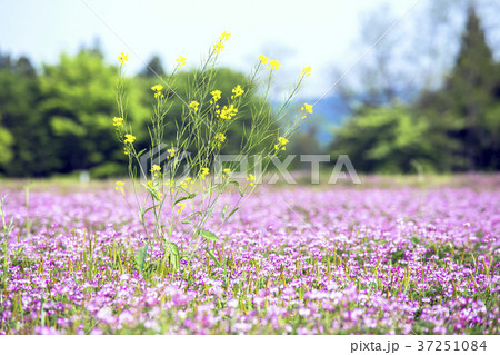 レンゲ畑と菜の花 レンゲ畑と菜の花 37251084