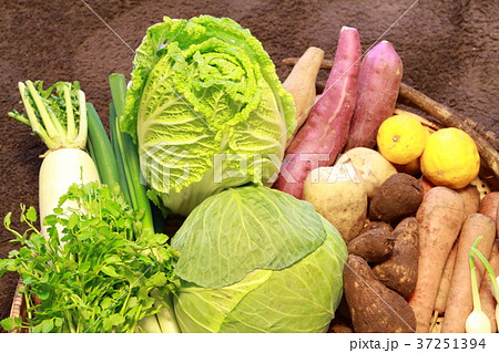 冬野菜 冬野菜 37251394