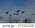 飛ぶカナダガン　カナダガモ　カナダグース　 37252426