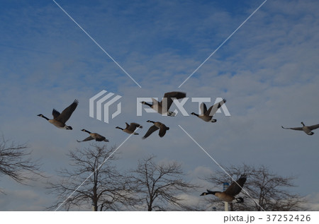 飛ぶカナダガン カナダガモ カナダグース 飛ぶカナダガン カナダガモ カナダグース 37252426