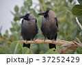 インドのカラス　同じ方向を見ている鳥　協調性のある鳥 37252429