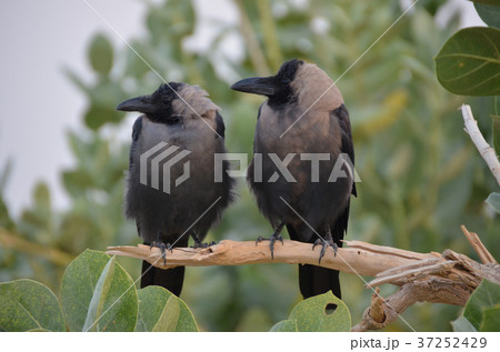 インドのカラス　同じ方向を見ている鳥　協調性のある鳥 37252429