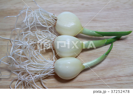 姫にんにく 37252478