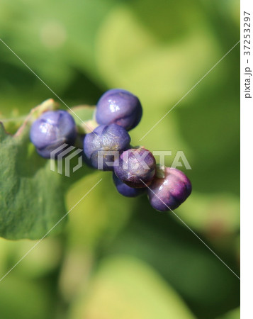 イシミカワの実 37253297