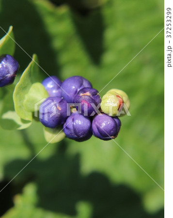 イシミカワの実 37253299