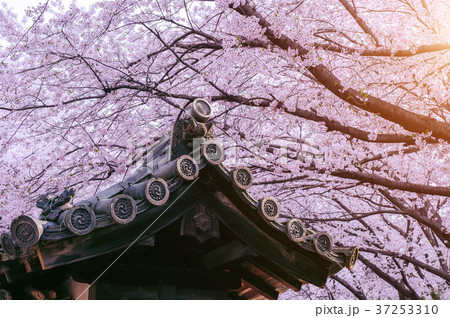 Cherry Blossom with traditional japanese roof. Cherry Blossom with traditional japanese roof. 37253310
