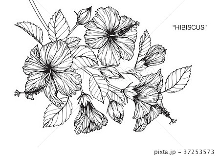 Hibiscus Flower Drawing Illustration のイラスト素材