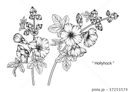 Hollyhock Flower Drawing Illustration のイラスト素材