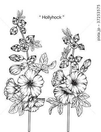 Hollyhock flower drawing illustration. Hollyhock flower drawing illustration. 37253575