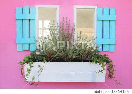 Blue wooden window with plant pot on pink wall. Blue wooden window with plant pot on pink wall. 37254329