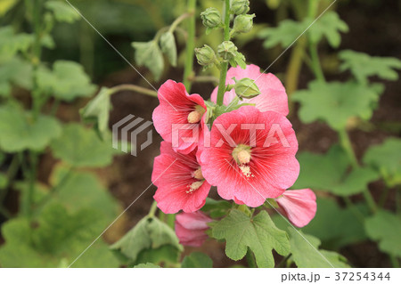 Pink Hollyhock flower on plant in garden. Pink Hollyhock flower on plant in garden. 37254344