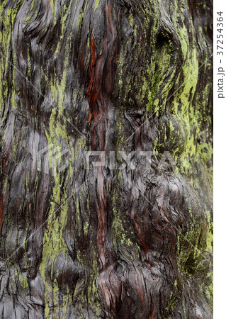 Abstract background of bark pattern and green moss Abstract background of bark pattern and green moss 37254364