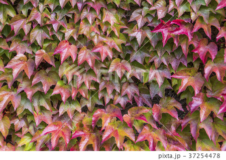 Pattern of Virginia Creeper 37254478