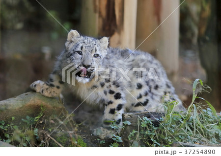 ユキヒョウの赤ちゃん ユキヒョウの赤ちゃん 37254890