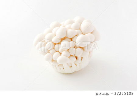 白ぶなしめじ 37255108