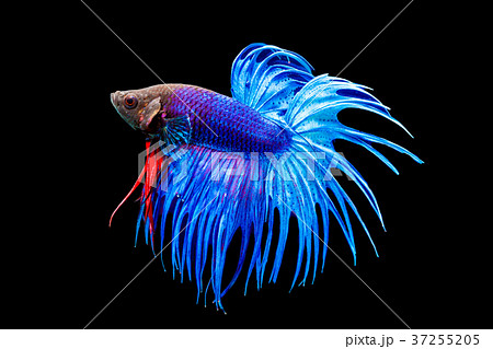 Siamese fighting fish, Betta splendens, Thailand Siamese fighting fish, Betta splendens, Thailand 37255205