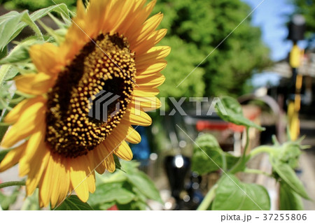 真夏の青梅鉄道公園 37255806