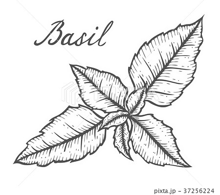 Basil Fresh Herb Leaves Plantのイラスト素材