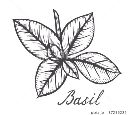 Basil Fresh Herb Leaves Plantのイラスト素材