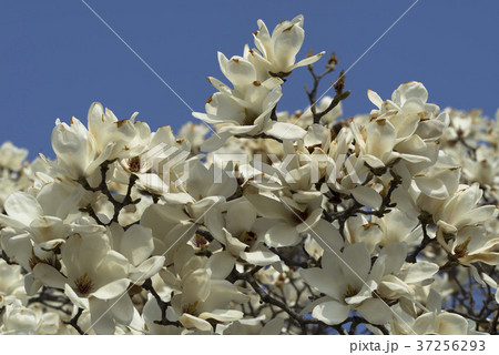 木 空 春の花 37256293