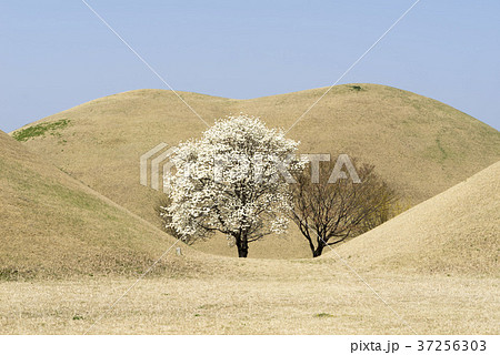 風景 木 マグノリア 37256303
