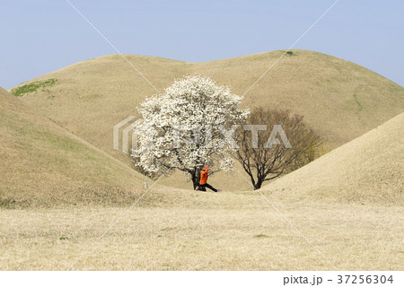 風景 木 韓国 37256304