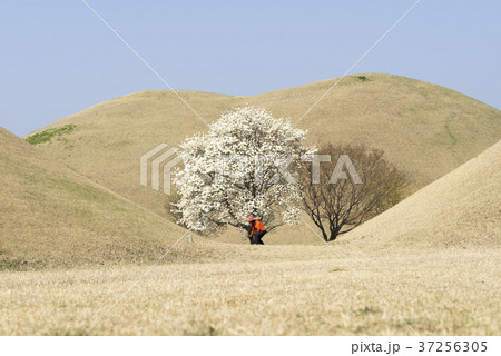 風景 木 韓国 37256305