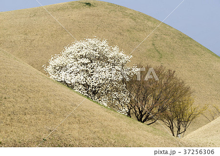 風景 木 マグノリア 37256306