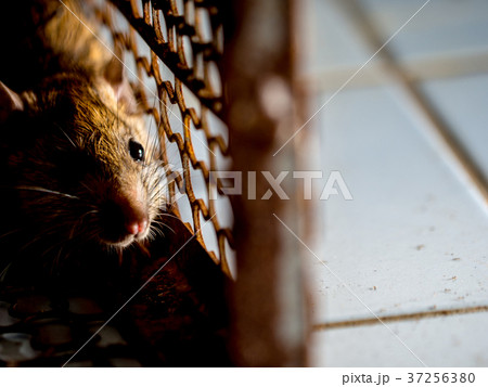 The rat was in a cage catching a rat. The rat was in a cage catching a rat. 37256380