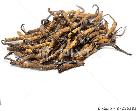 close up mushroom cordyceps this is a herbs. close up mushroom cordyceps this is a herbs. 37256383