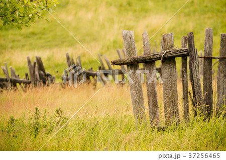 Dry grass field of countryside 37256465