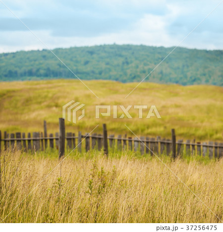 Dry grass field of countryside Dry grass field of countryside 37256475