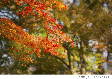 葉 紅葉 風景 37257353