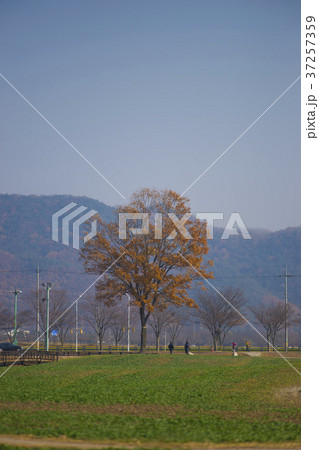 風景 落葉 葉 37257359
