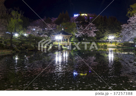 桜 自然 風景 37257388