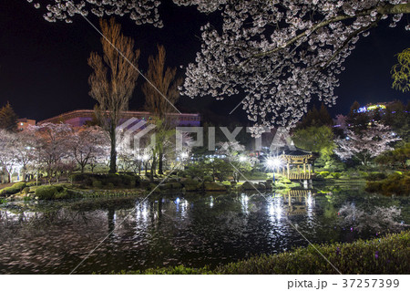 桜 自然 風景 37257399