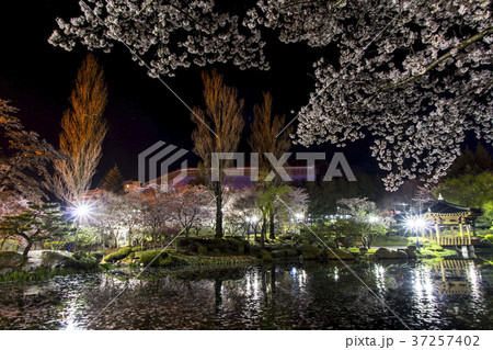 桜 自然 風景 37257402