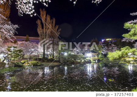 桜 自然 風景 37257403