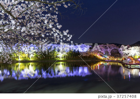 桜 自然 風景 37257408