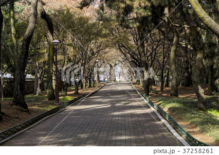 松 木 自然 37258261