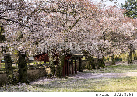 木 韓国 屋外 37258262