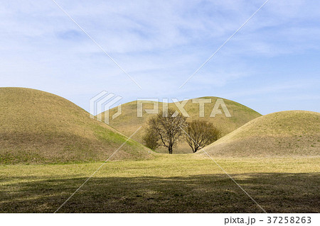 風景 木 韓国 37258263