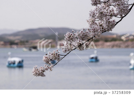 桜 慶北 風景 37258309