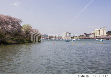 桜 慶北 風景 37258312