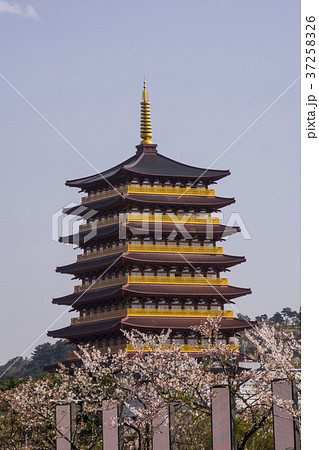桜 花 慶北 37258326